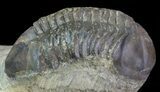 Struveaspis Trilobite (Small Eyed Phacopid) #68645-2